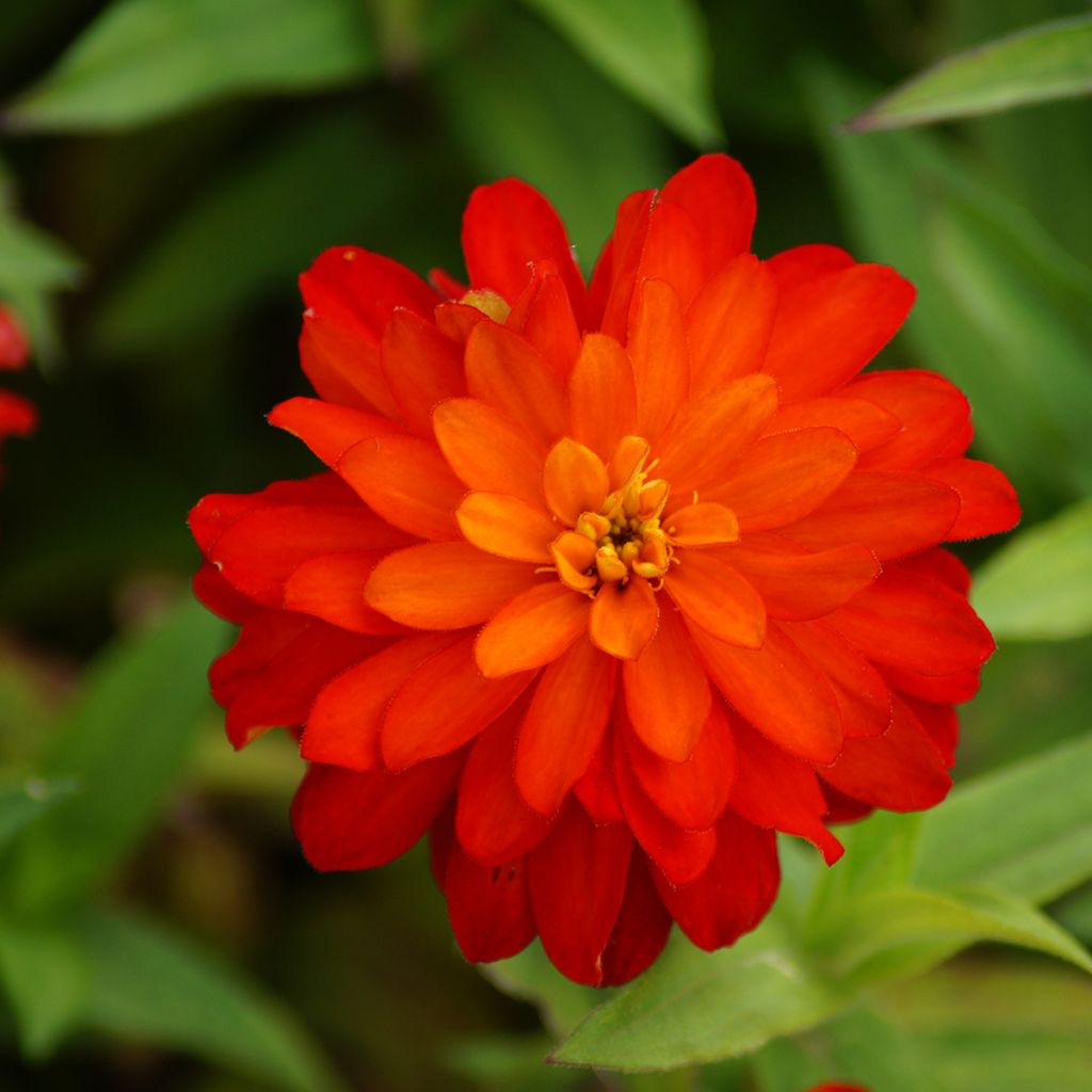 Graines de Zinnia du Maryland Zahara F1 Double Mix