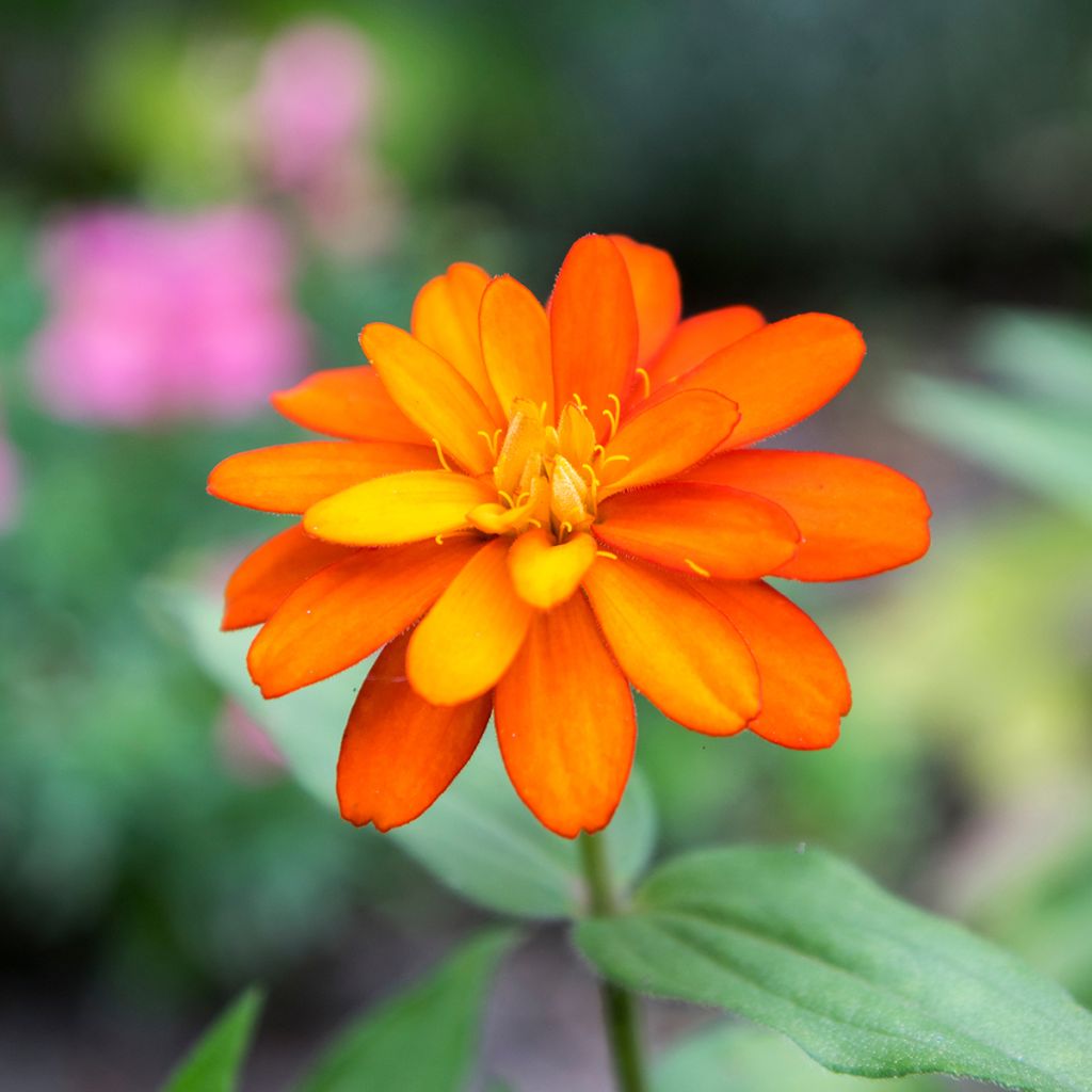 Graines de Zinnia du Maryland Zahara F1 Double Mix