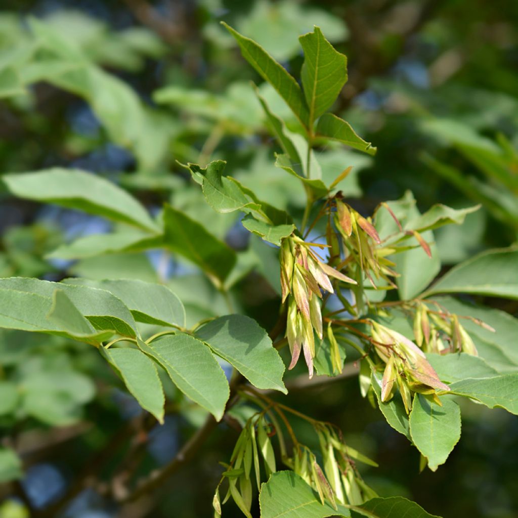 Manna-Esche (Samen) - Fraxinus ornus