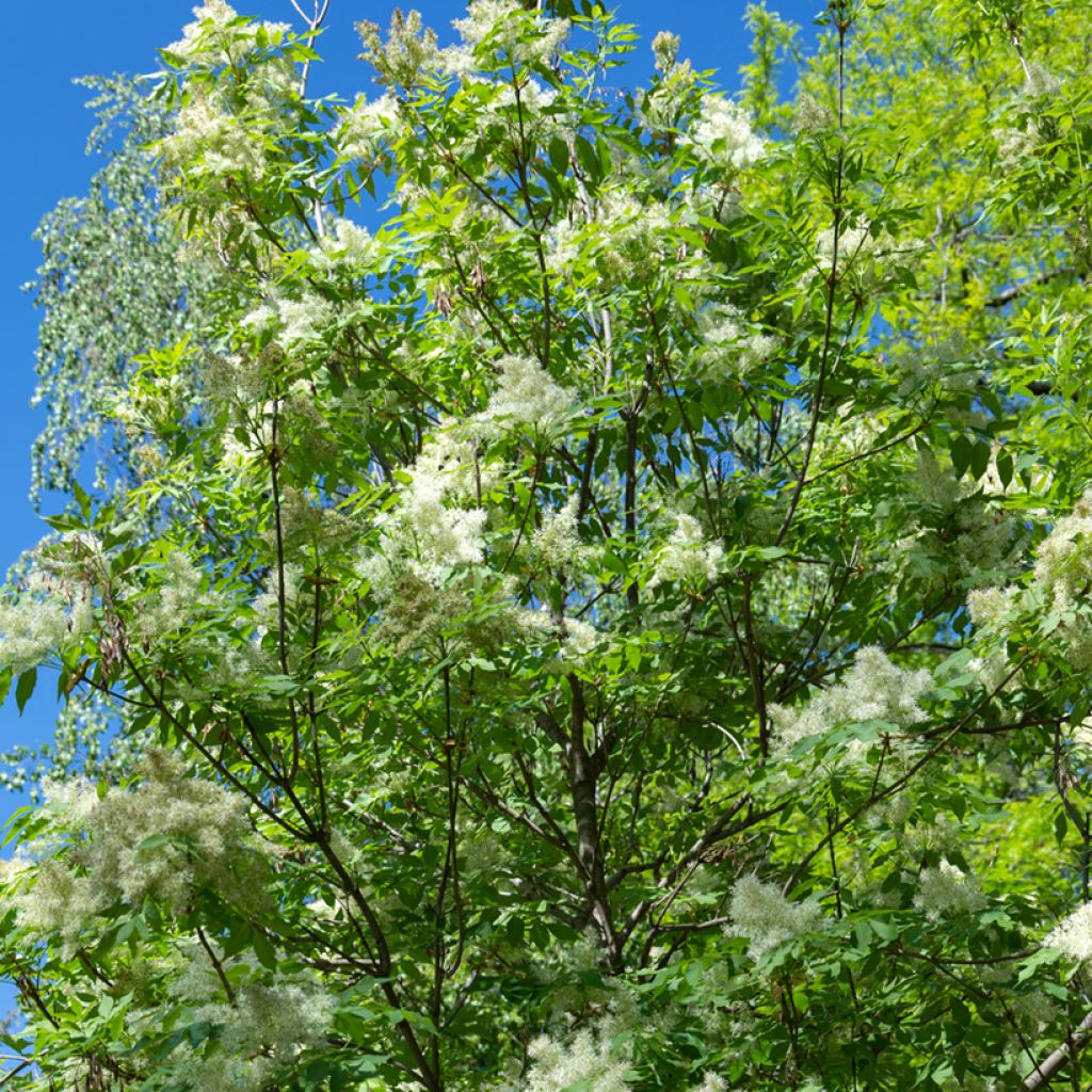 Manna-Esche (Samen) - Fraxinus ornus