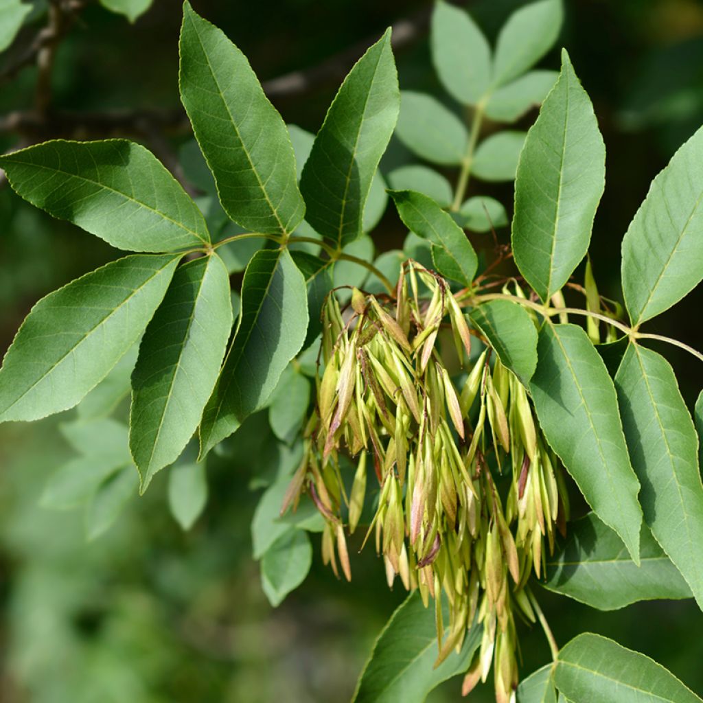 Manna-Esche (Samen) - Fraxinus ornus