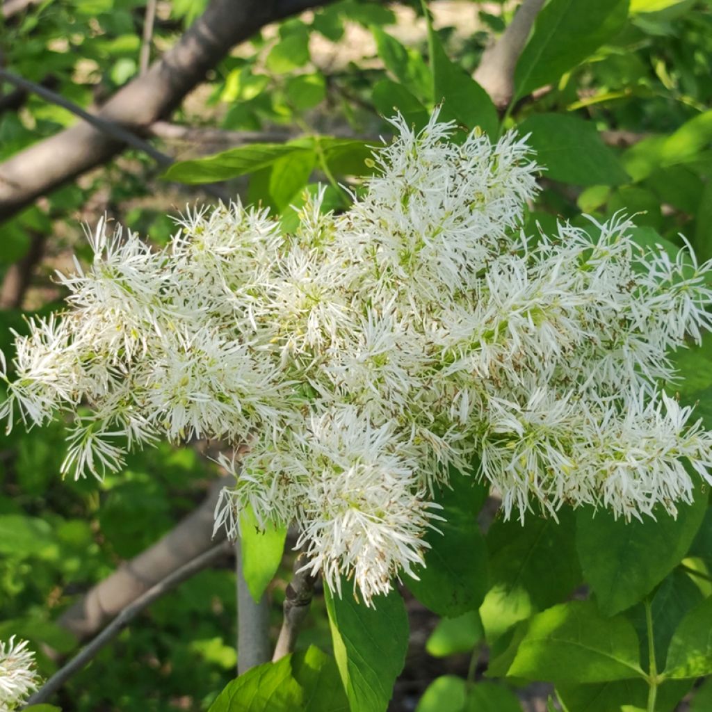 Manna-Esche (Samen) - Fraxinus ornus