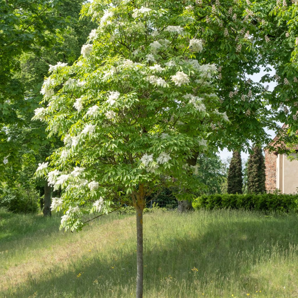 Manna-Esche (Samen) - Fraxinus ornus