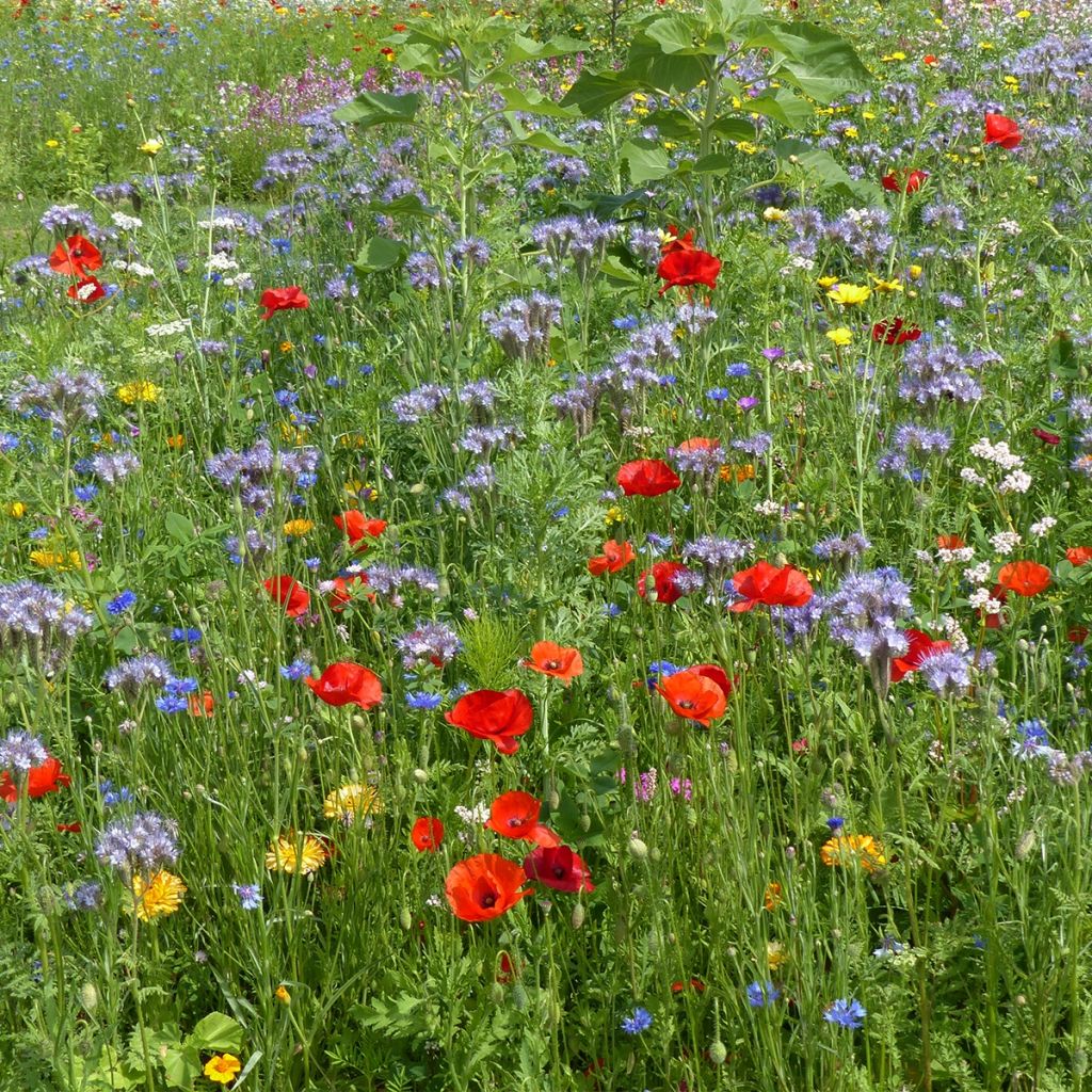 Oxipoli® Samen - Mischung aus nektarreichen und honigsüchtigen einjährigen Blumen für 40 m².
