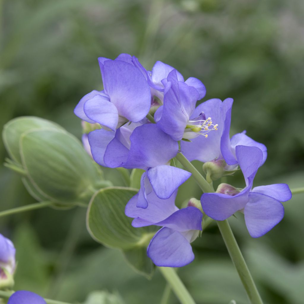 Platterbse Lord Anson's Pea (Samen) - Lathyrus nervosus