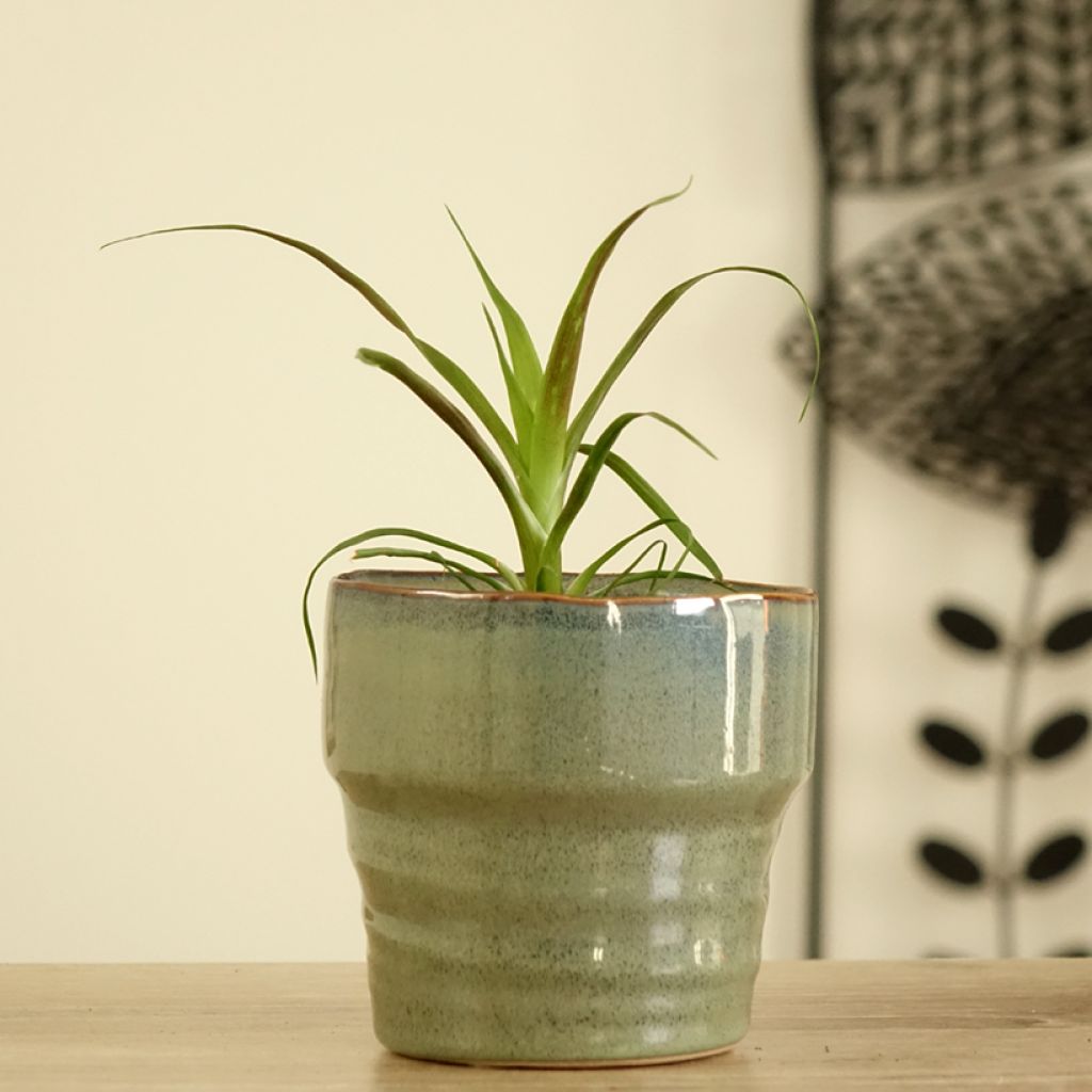 Guzmania Calypso