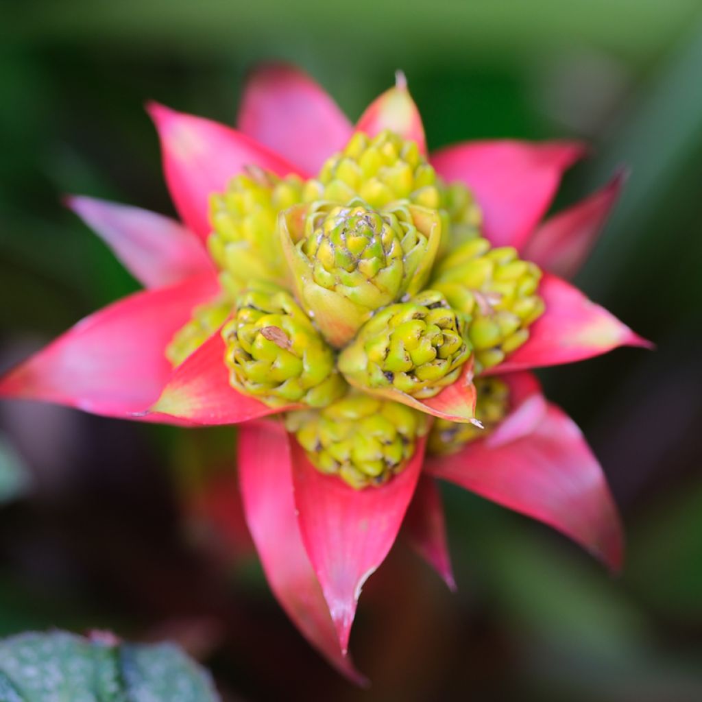 Guzmania Limones