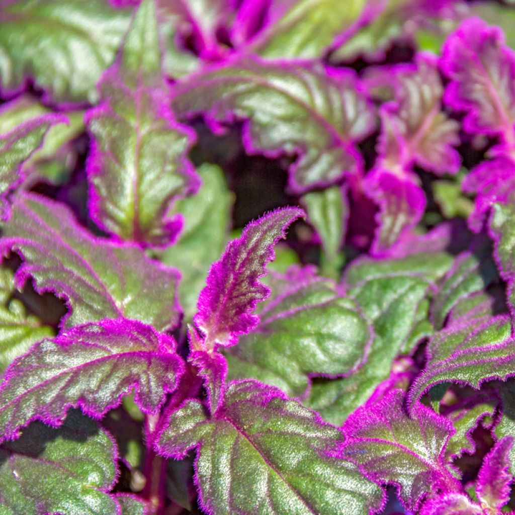 Gynura aurantiaca - Samtpflanze