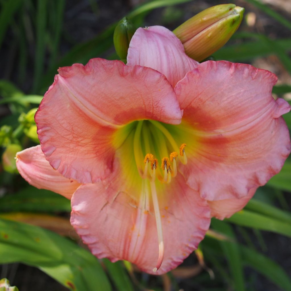 Hemerocallis Chorus Line - Taglilie