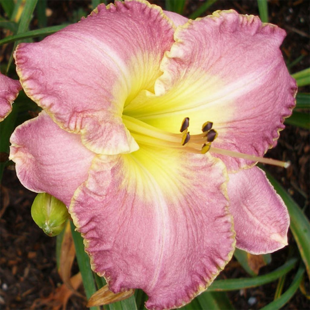 Hemerocallis Clothed in Glory - Taglilie