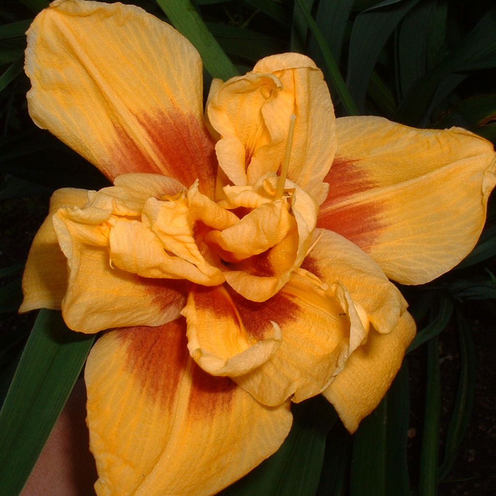 Hemerocallis Double Bold one - Taglilie