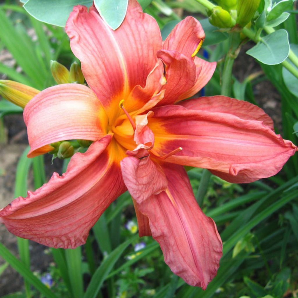 Hemerocallis Double Glamour - Taglilie