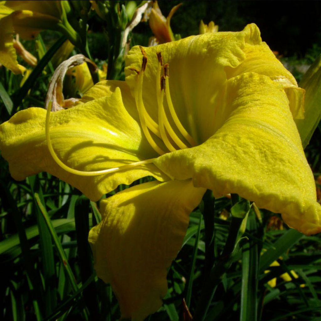 Hemerocallis Evening Bell - Taglilie
