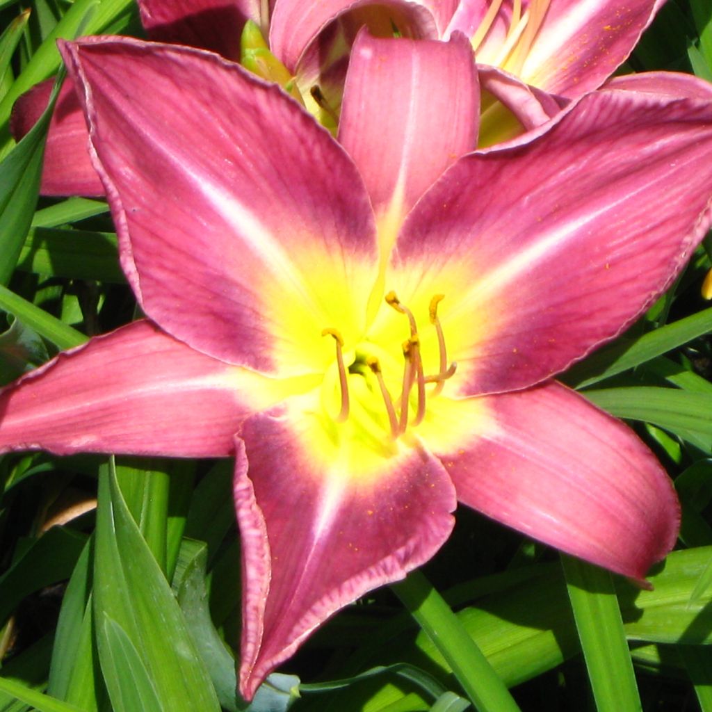 Hemerocallis Lavender Deal - Taglilie