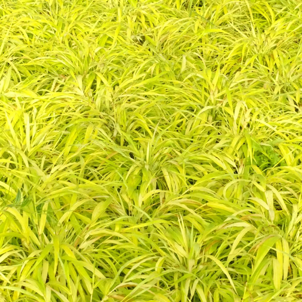 Hakonechloa macra Sunflare - Japangras