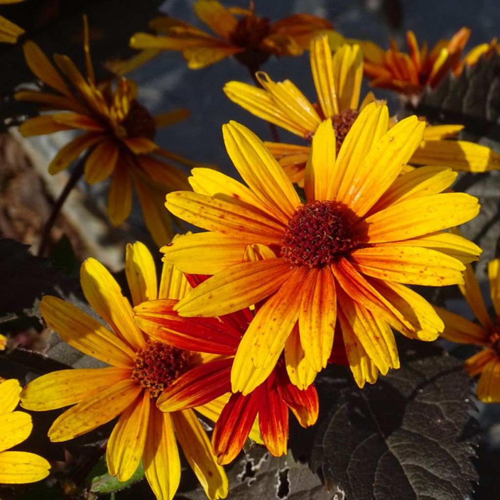 Sonnenbraut Strawberry Sundae - Helenium
