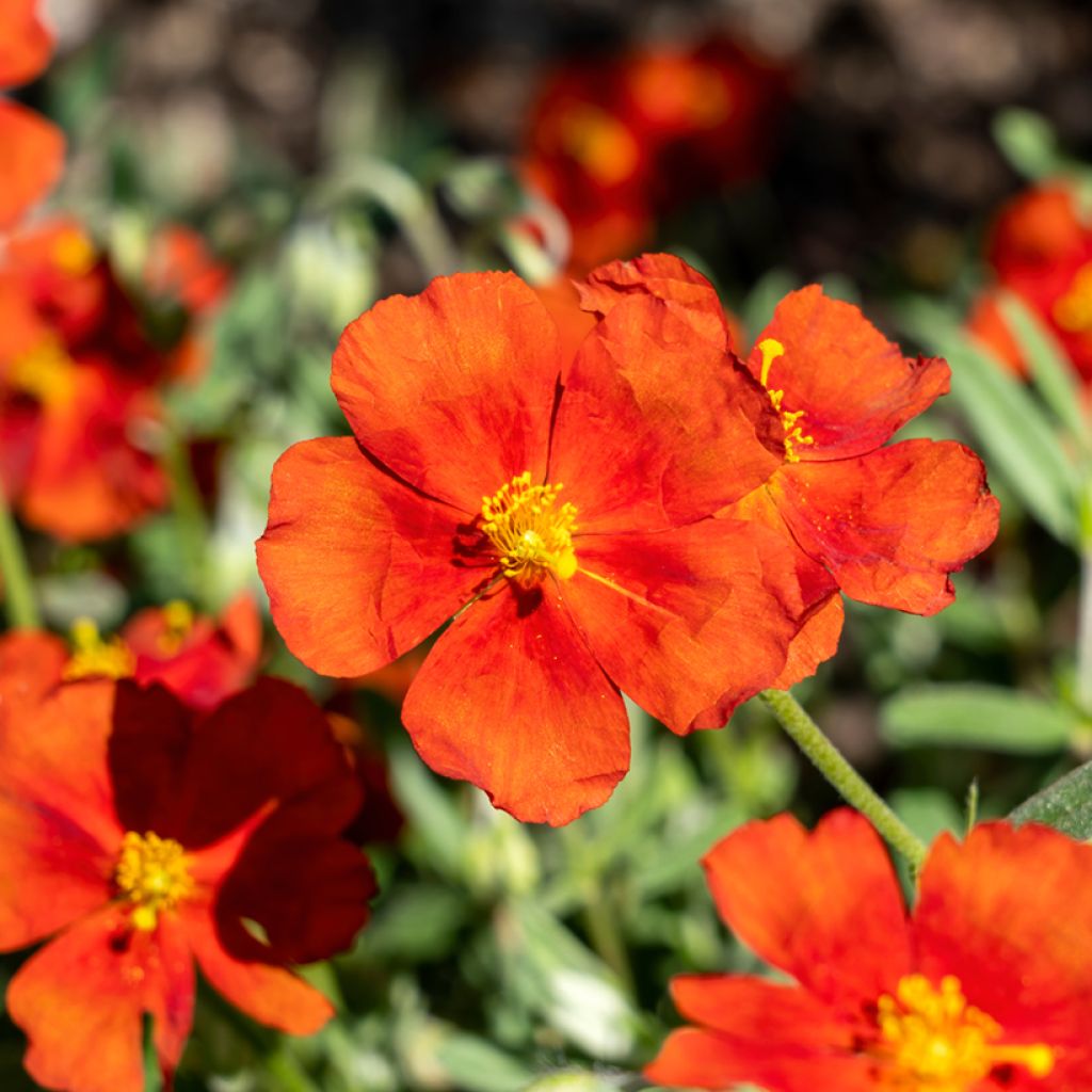 Sonnenröschen Tomato Red - Helianthemum