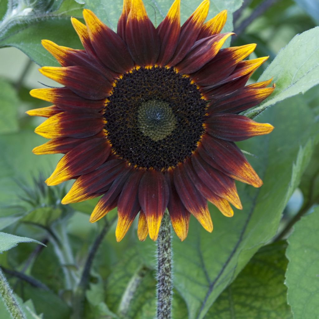 Gemeine Sonnenblume F1 Schock-o-Lat - Helianthus