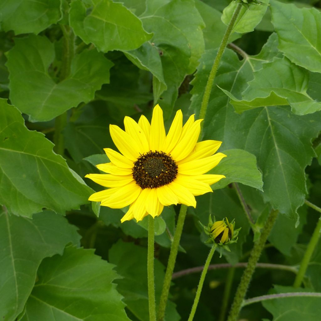 Sonnenblume Stella (Samen) - Helianthus debilis subsp. cucumerifolius
