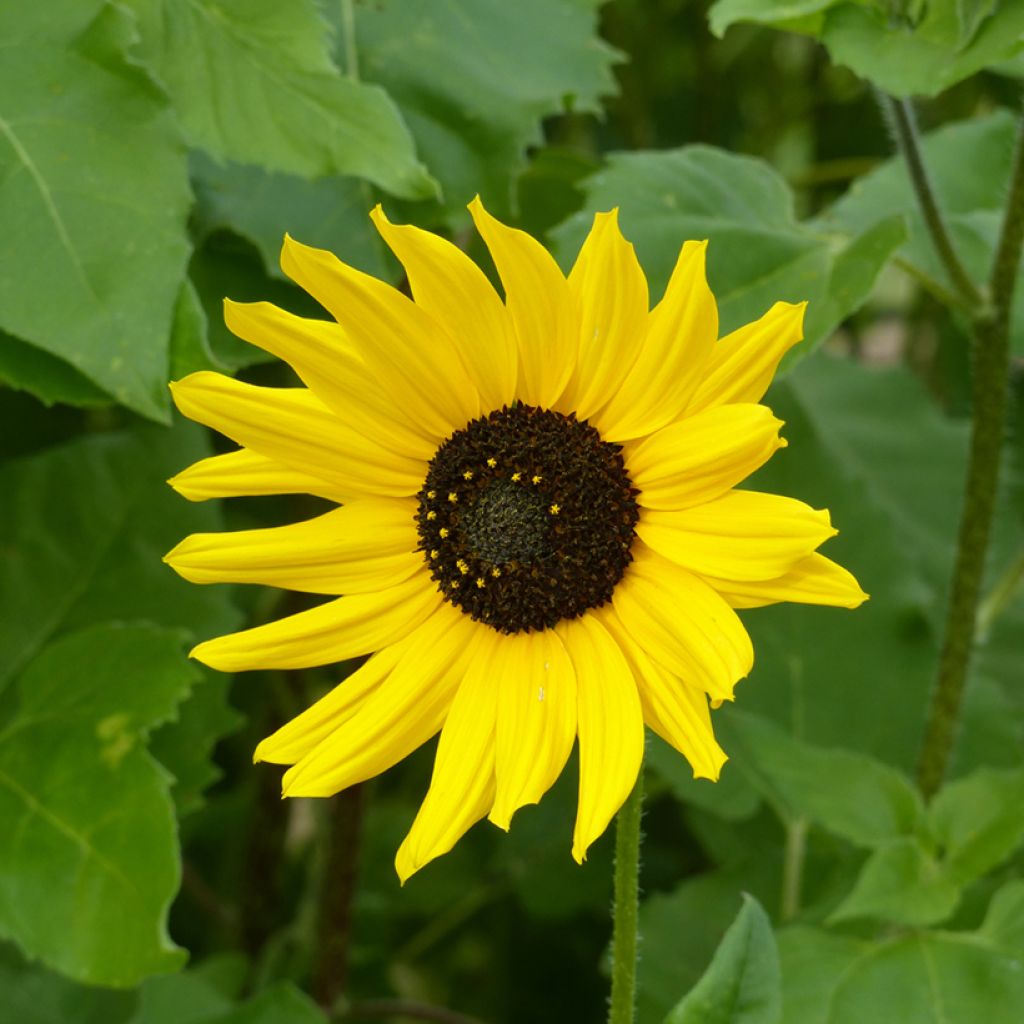 Sonnenblume Stella (Samen) - Helianthus debilis subsp. cucumerifolius