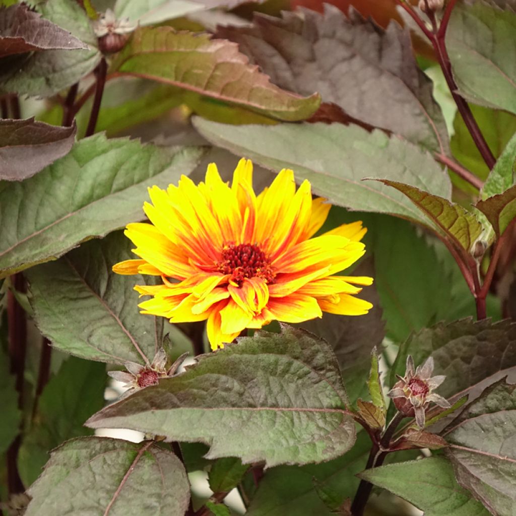 Heliopsis helianthoides var. scabra Funky Spinner - Sonnenauge