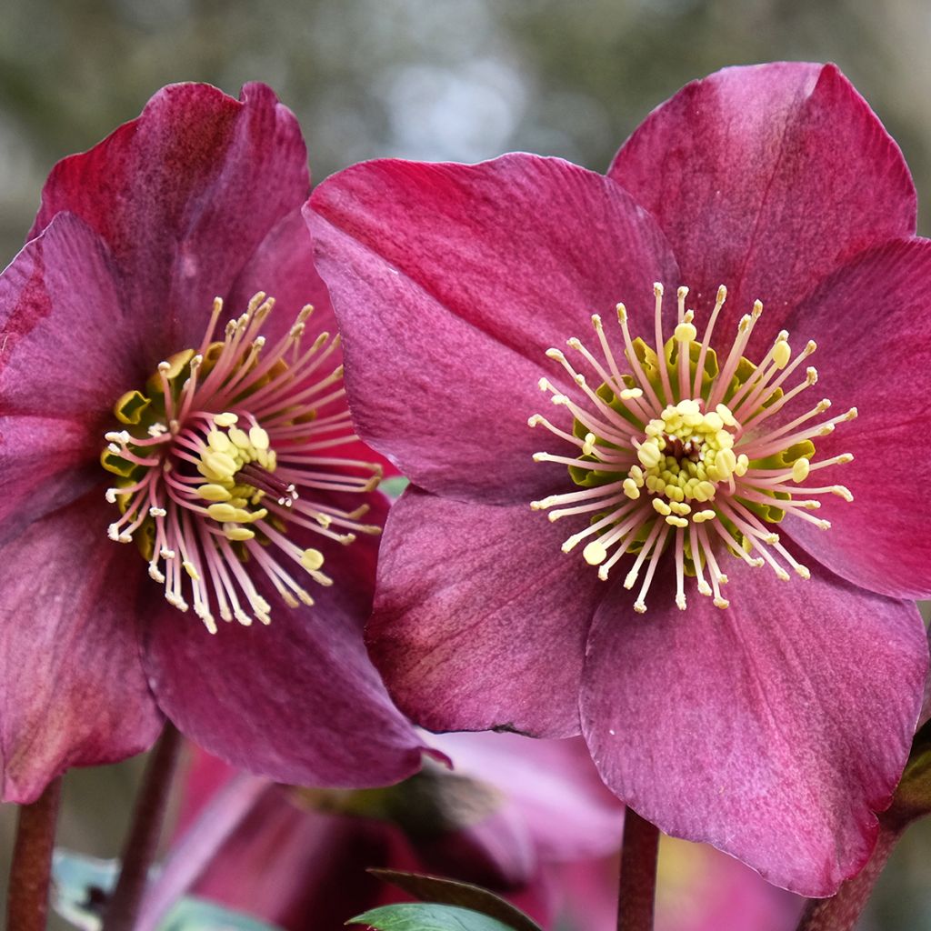 Helleborus orientalis HGC Ice N' Roses Red