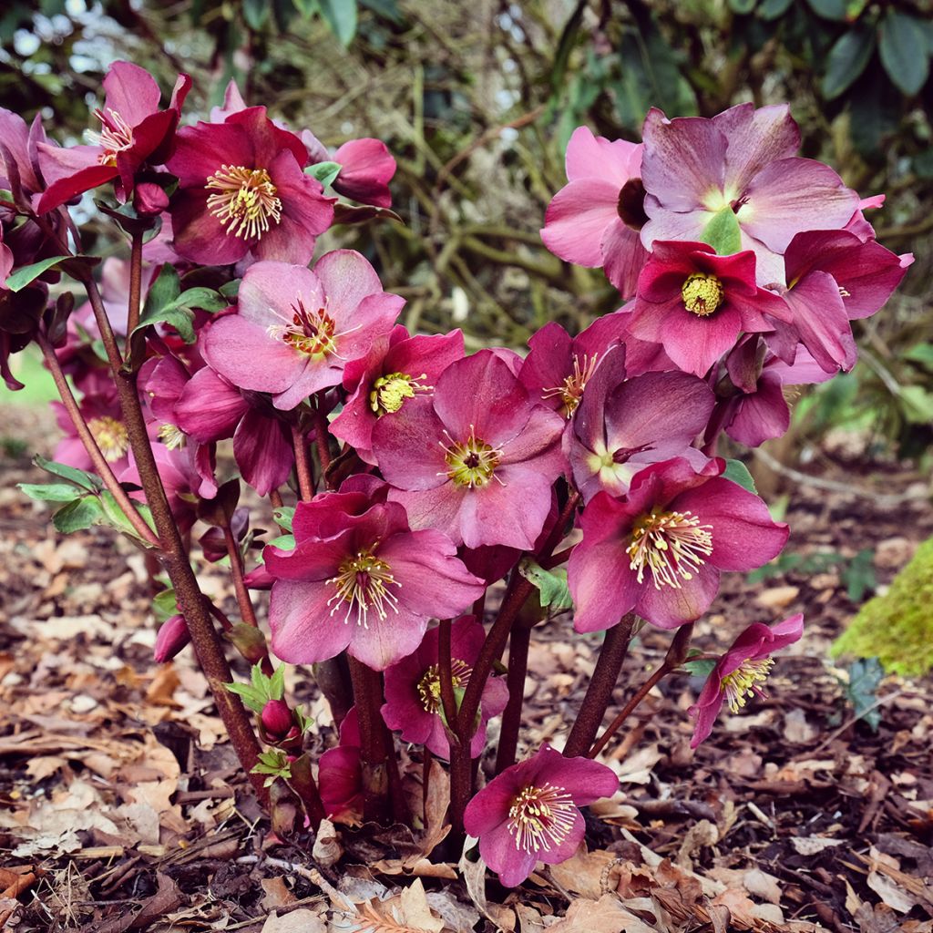 Helleborus orientalis HGC Ice N' Roses Red