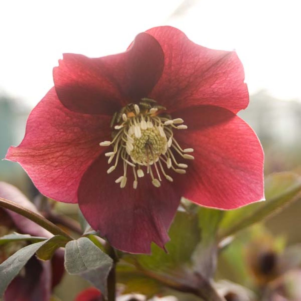 Helleborus orientalis Red