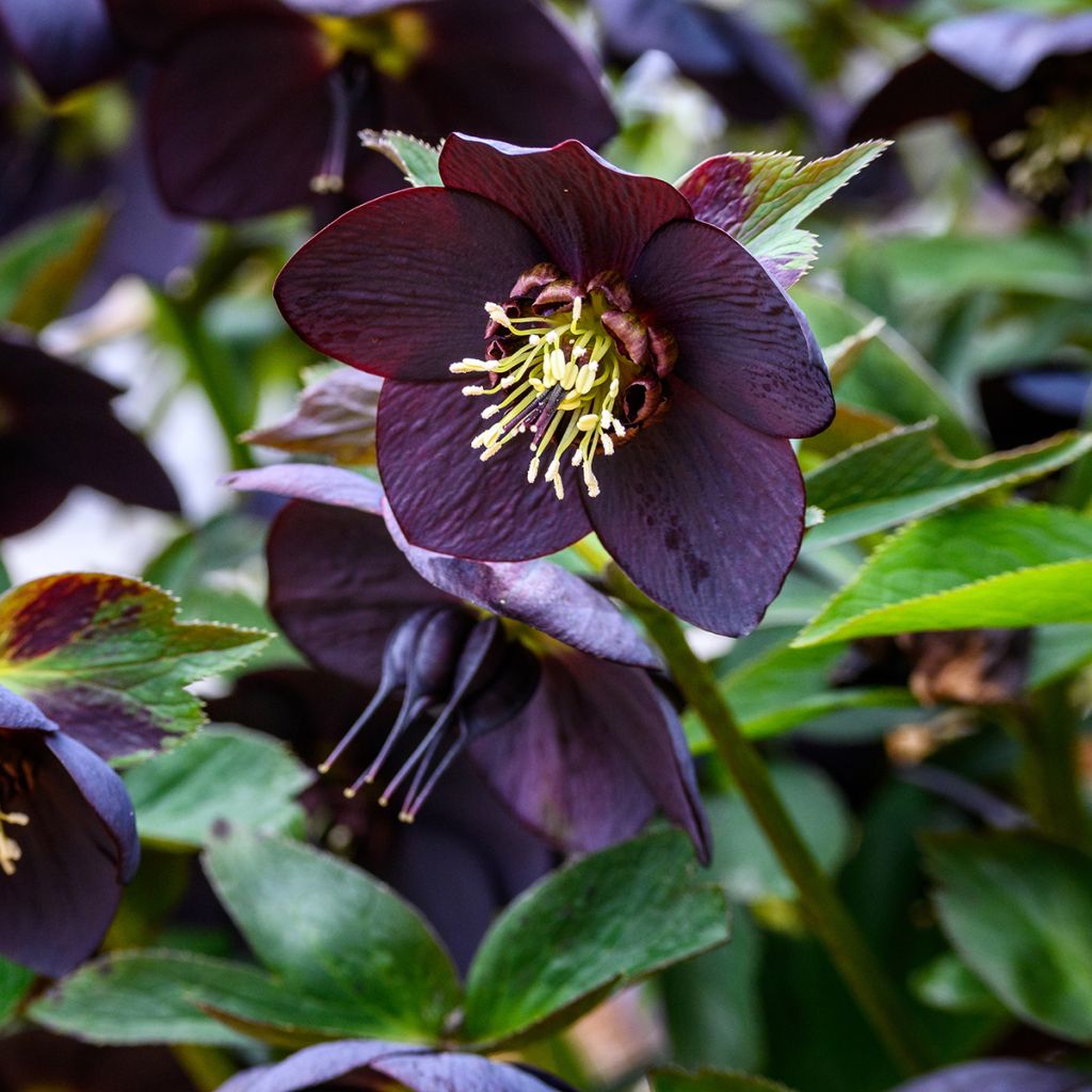 Helleborus Little Black - Nieswurz-Hybride