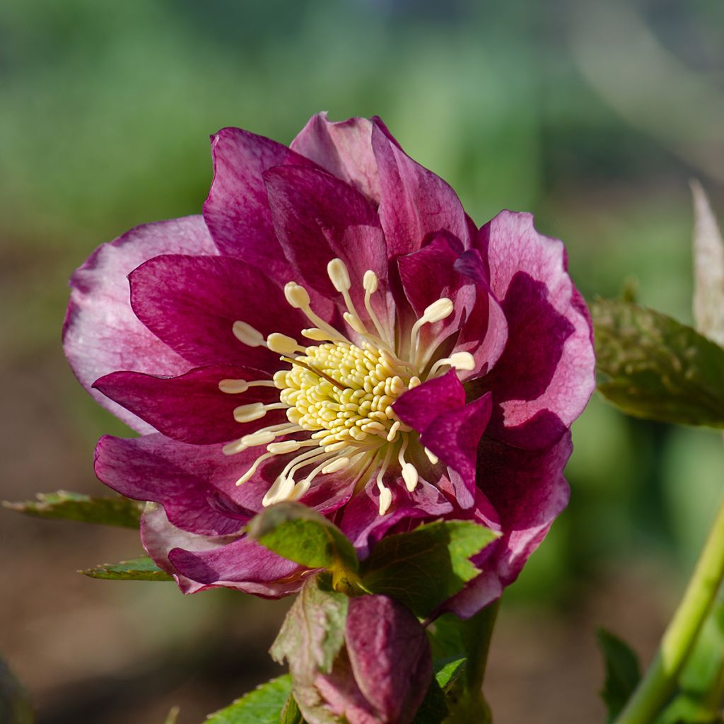 Helleborus orientalis Double Red