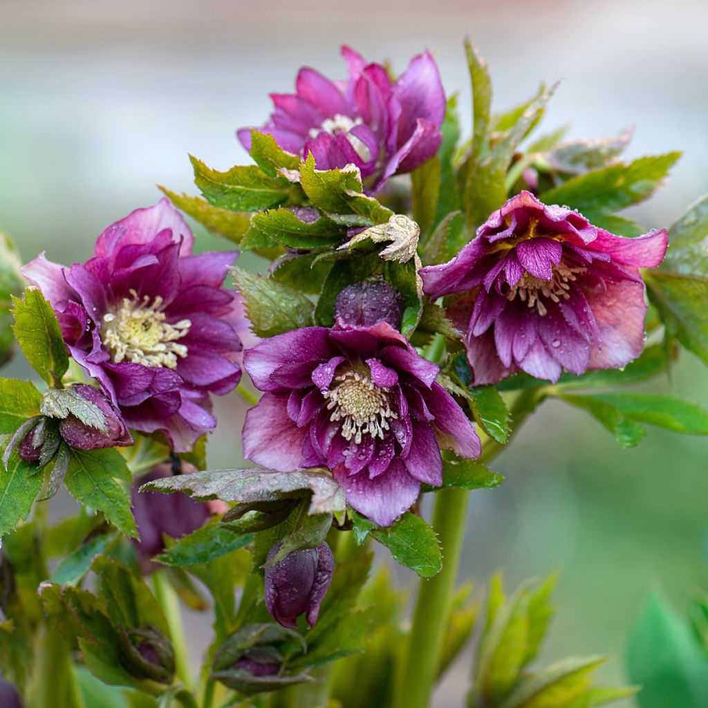 Helleborus orientalis Double Red
