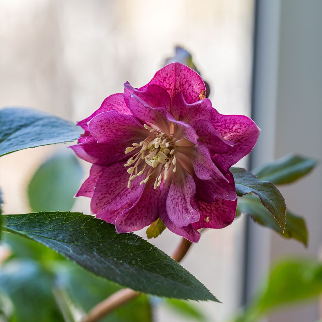 Helleborus orientalis Double Red