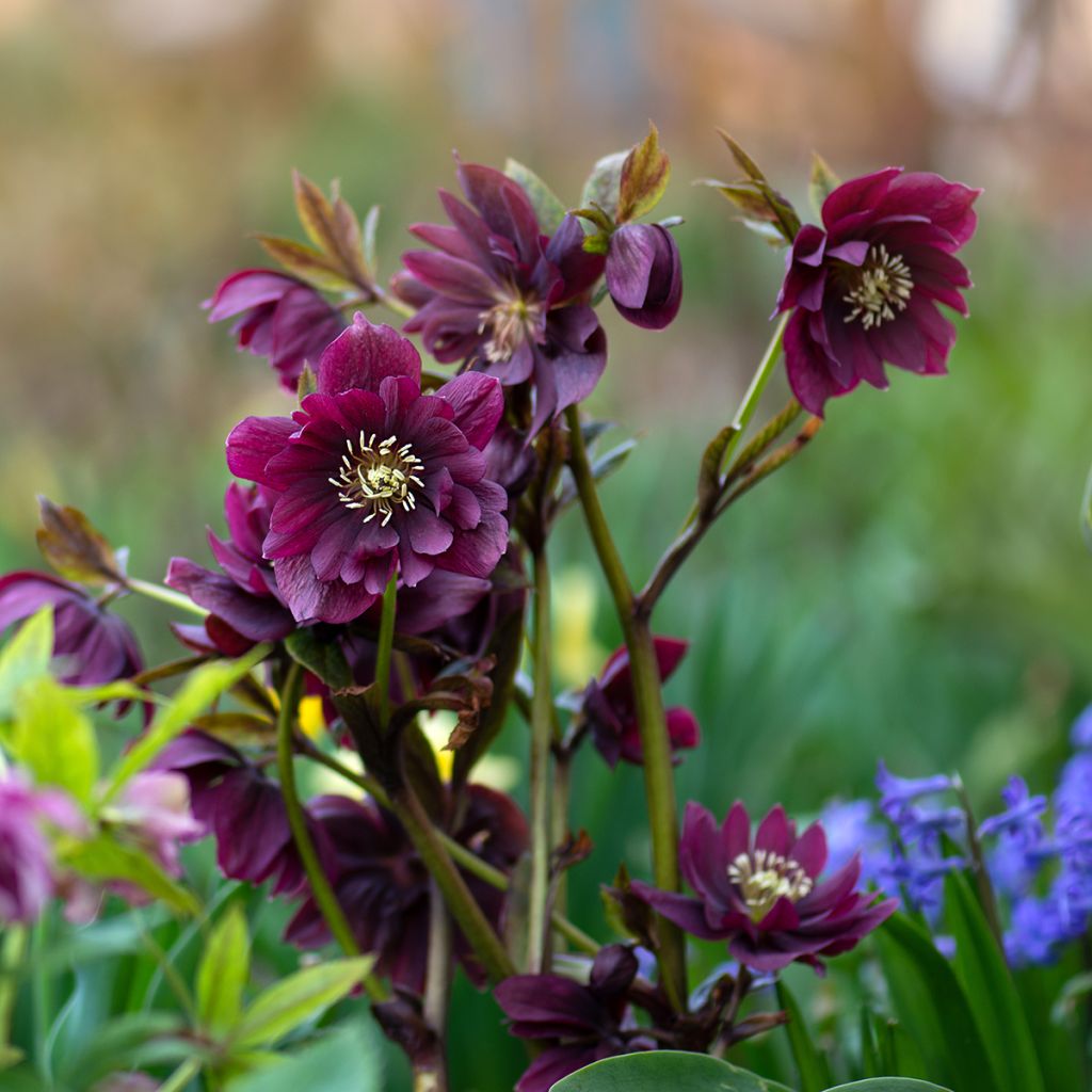 Helleborus orientalis Double Red