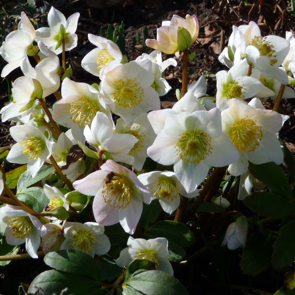 Helleborus niger - Schwarze Nieswurz