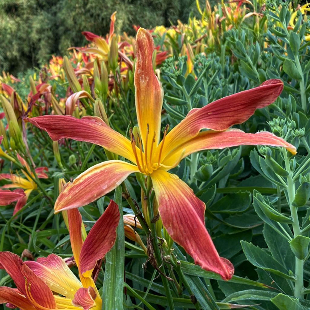 Hemerocallis Hot Wheels - Taglilie