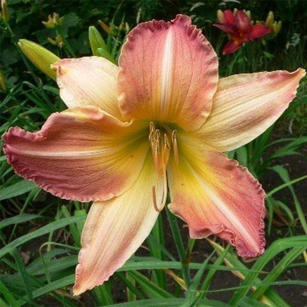 Hemerocallis Abstract Art - Taglilie