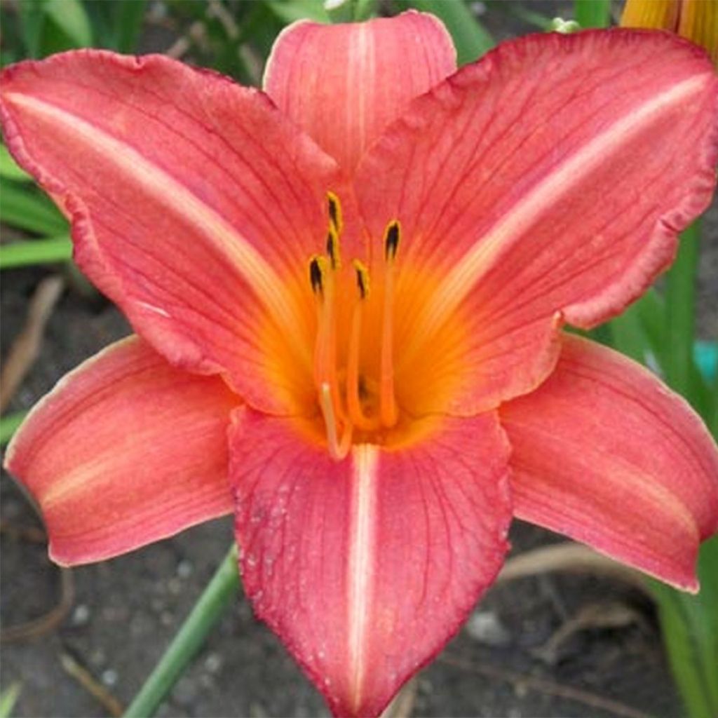 Hemerocallis Art Festival - Taglilie