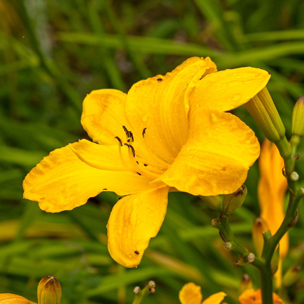 Hemerocallis Cartwheels - Taglilie
