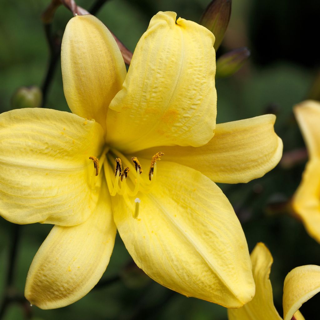 Hemerocallis Corky - Taglilie
