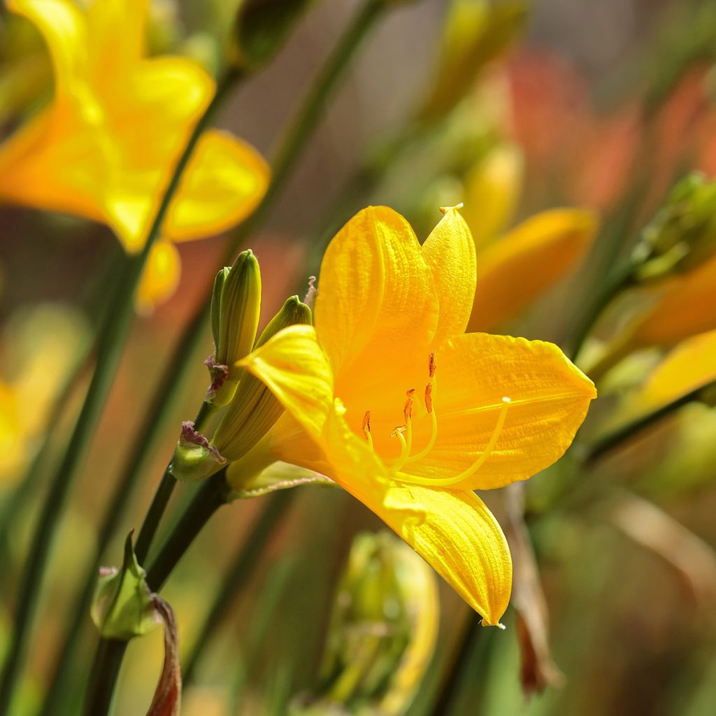 Hemerocallis Corky - Taglilie