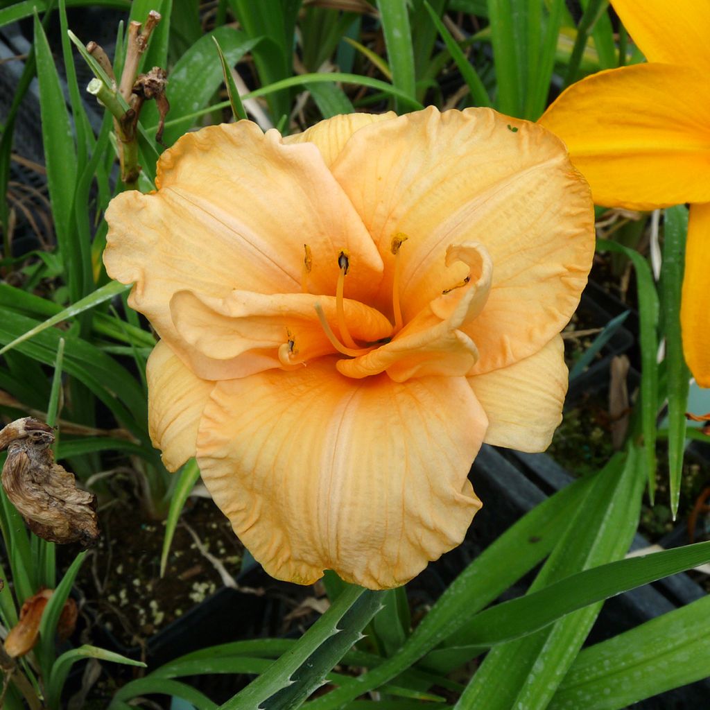 Hemerocallis Flower Pavilion - Taglilie