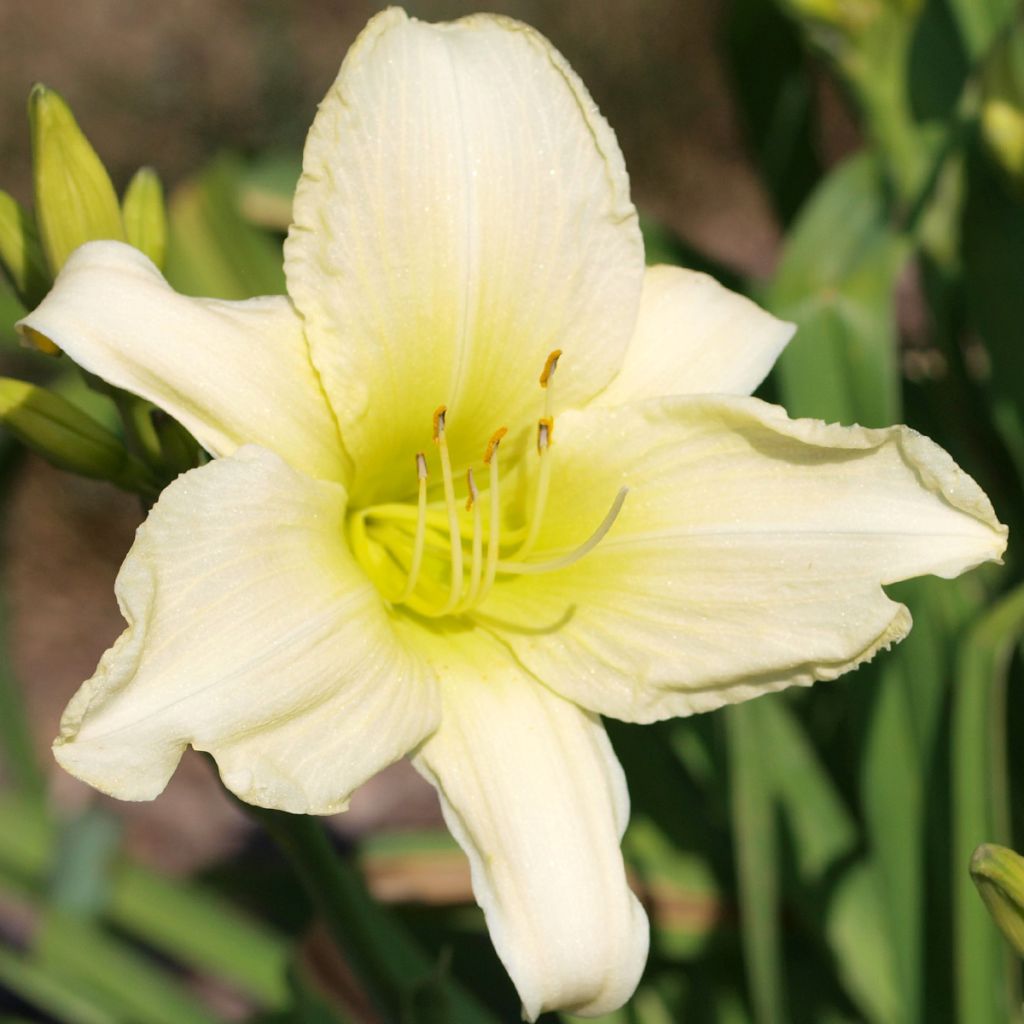 Hemerocallis Icily Light - Taglilie