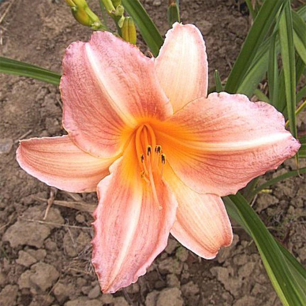 Hemerocallis Insenescence - Taglilie
