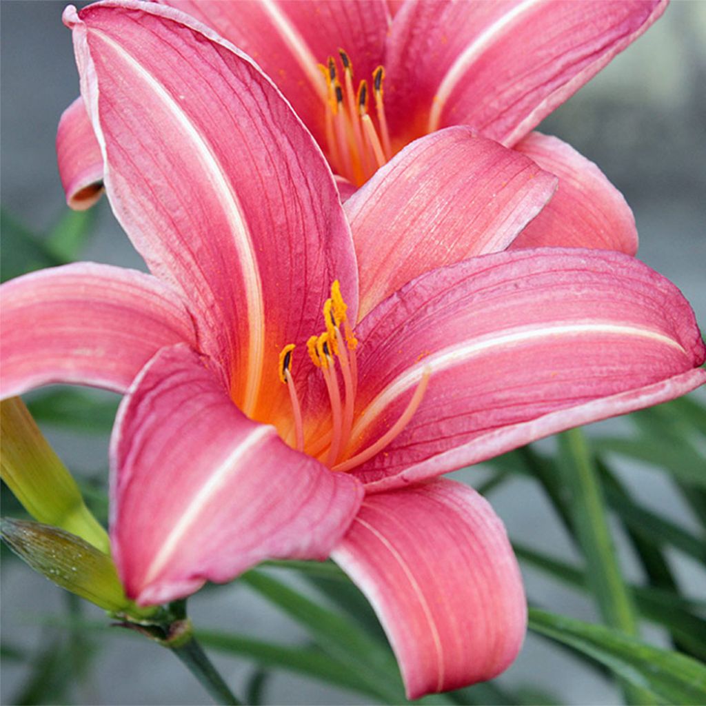 Hemerocallis Neyron Rose - Taglilie