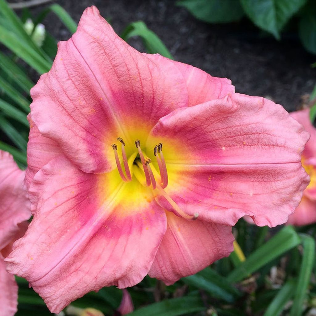 Hemerocallis Rosy Returns - Taglilie