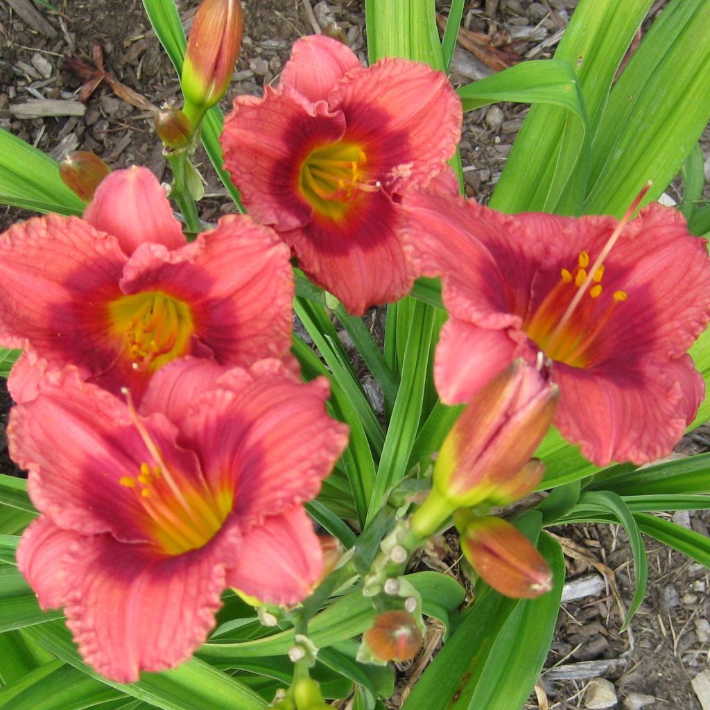 Hemerocallis Siloam Jim Cooper - Taglilie