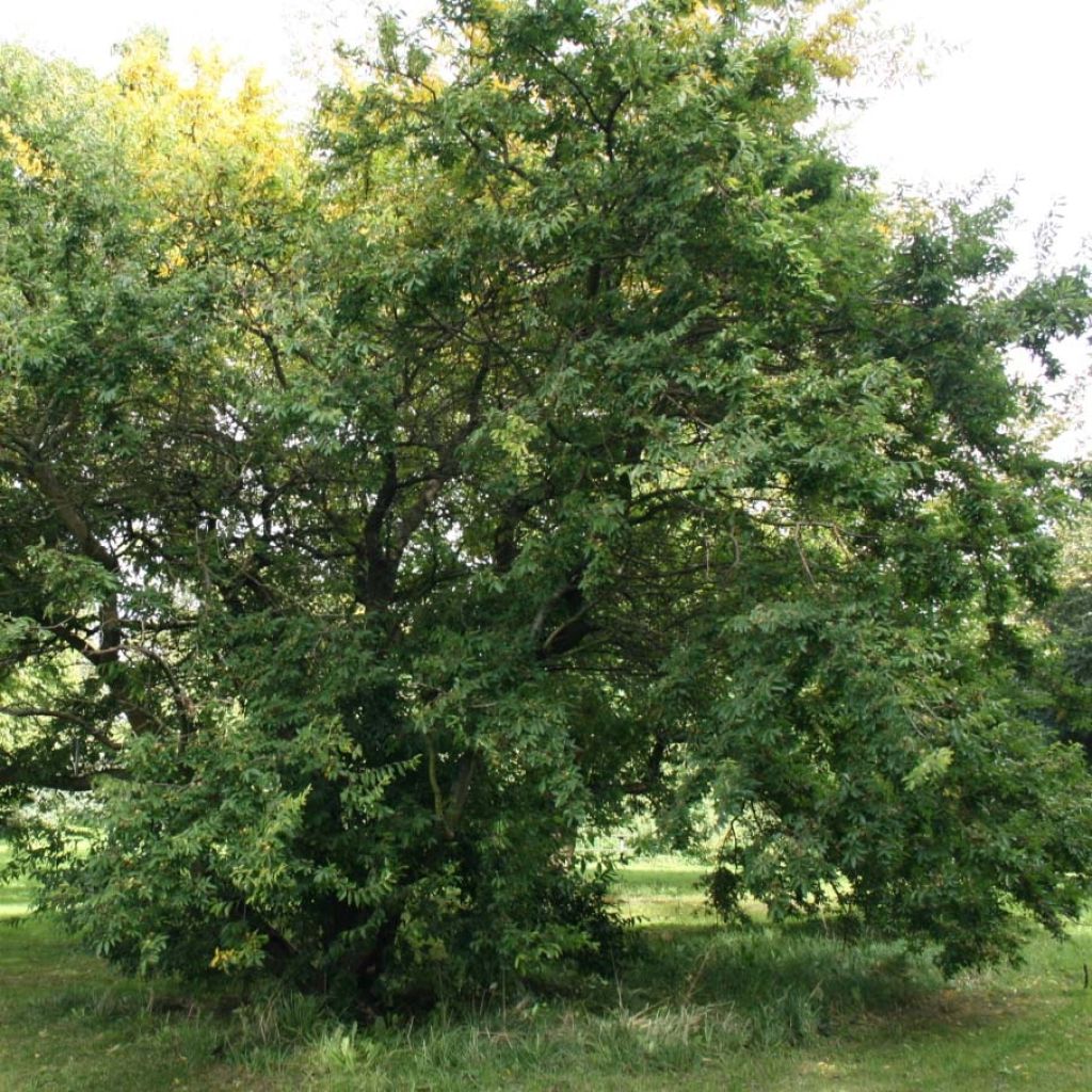 Hemiptelea davidii - Dorn-Ulme