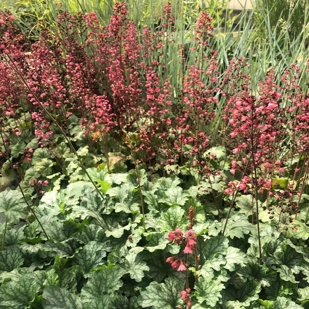 Heuchera Paris - Purpurglöckchen