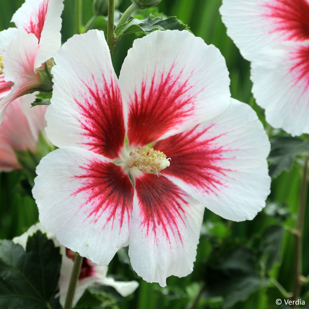 Garten-Hibiscus Hibisa Blanco - Hibiscus syriacus