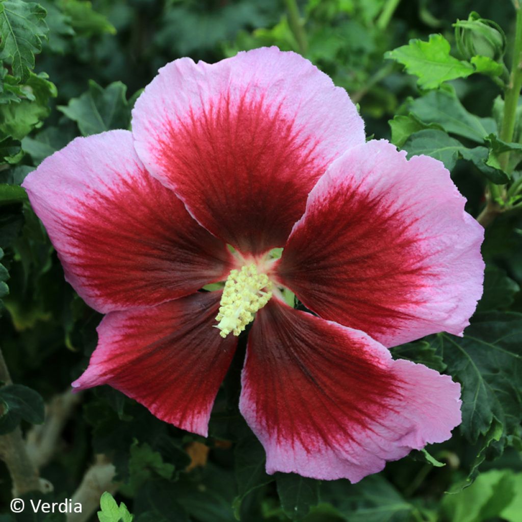 Garten-Hibiscus Hibisa Cocktail - Hibiscus syriacus